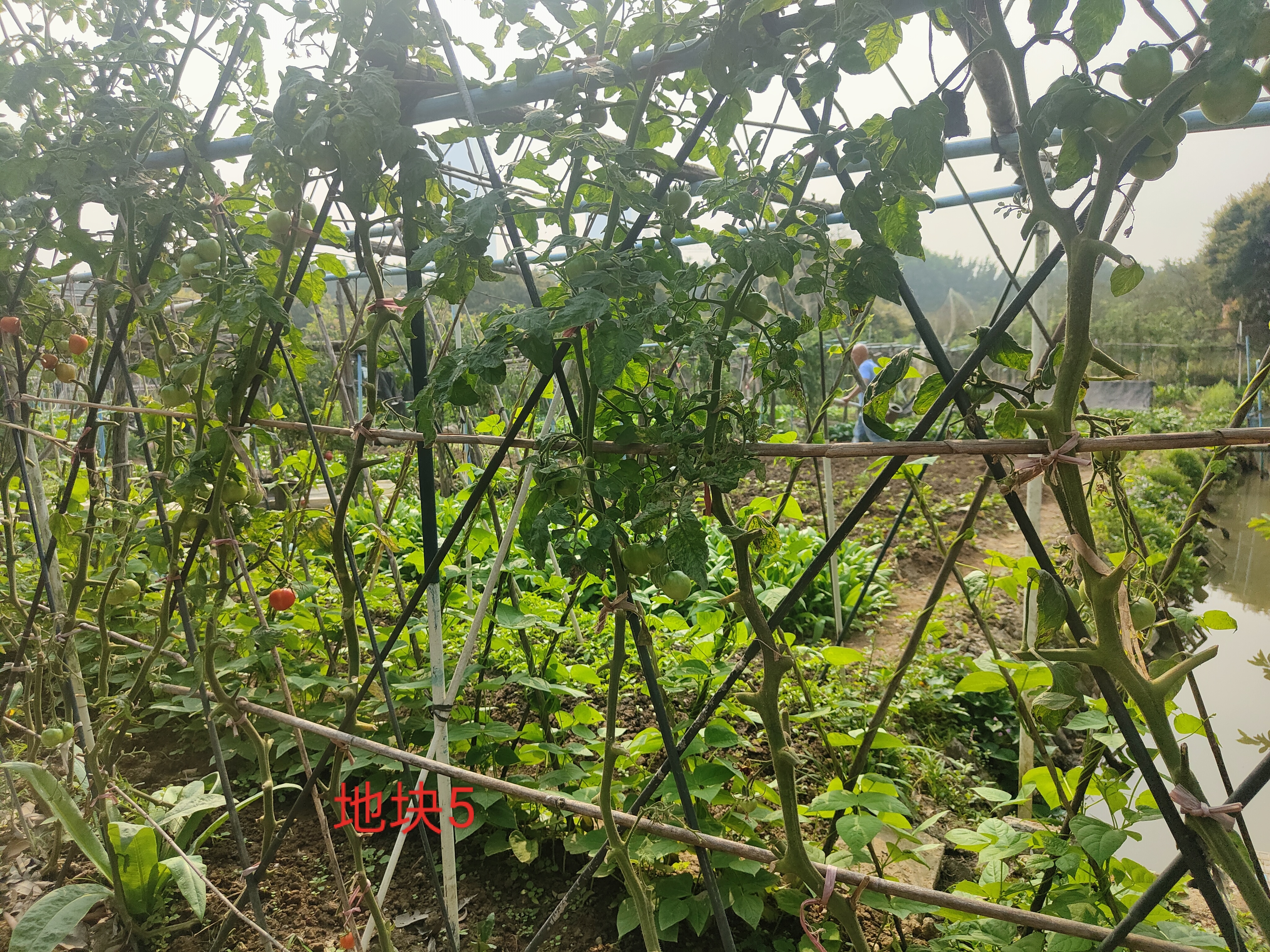项目图片